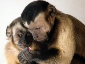 Os monos capuchinos viven en sociedades cooperativas/ Imaxe: Brosnan
